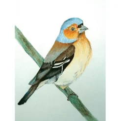 Brechtje Duijzer Ansichtkaart Vink