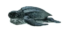 Collecta Lederschildpad 88680