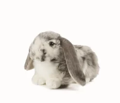 Living Nature Knuffel Konijn Nederlandse Hangoor Dwerg Grijs