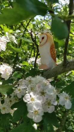 Wudimals Kerkuil 41008